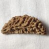 1 Mukhi Nepali half moon Rudraksha