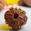10 Mukhi Nepali Rudraksha