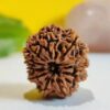 11 Mukhi Nepali Rudraksha