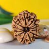 12 Mukhi Nepali Rudraksha