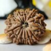 13 Mukhi Nepali Rudraksha