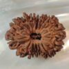 14 Mukhi Nepali Rudraksha