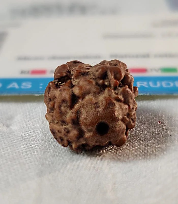 2 Mukhi Nepali Rudraksha