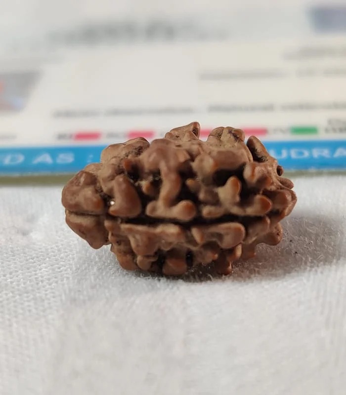 2 Mukhi Nepali Rudraksha - Image 2