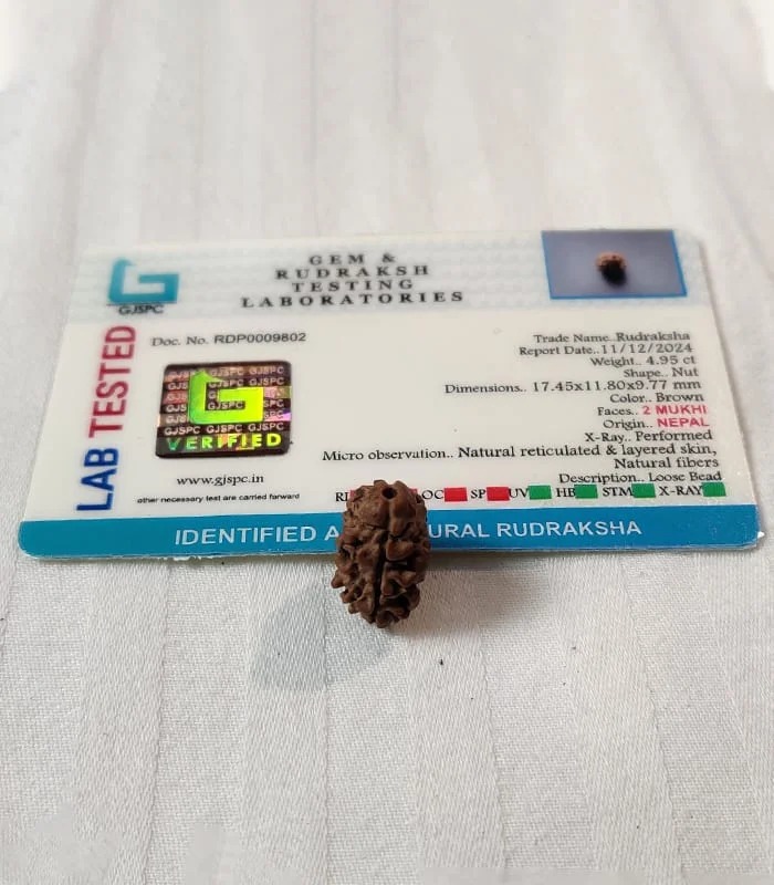 2 Mukhi Nepali Rudraksha - Image 3