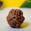 3 Mukhi Nepali Rudraksha