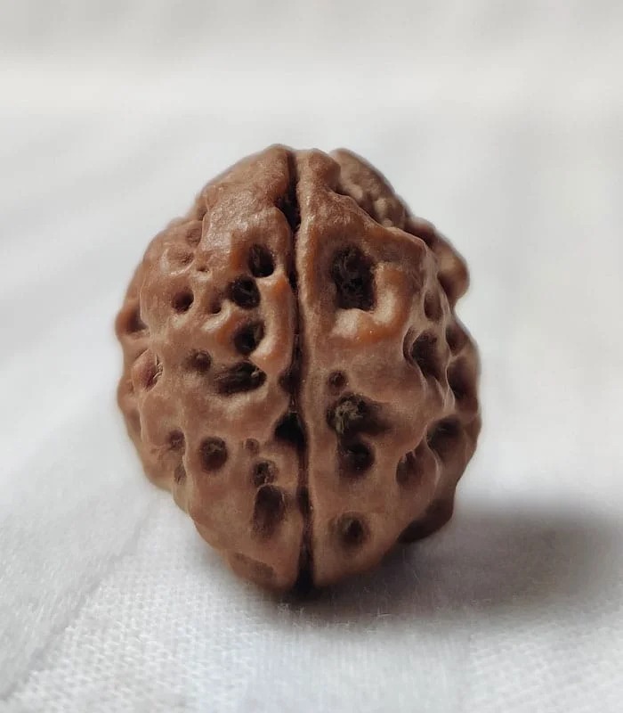 3 Mukhi Nepali Rudraksha - Image 2
