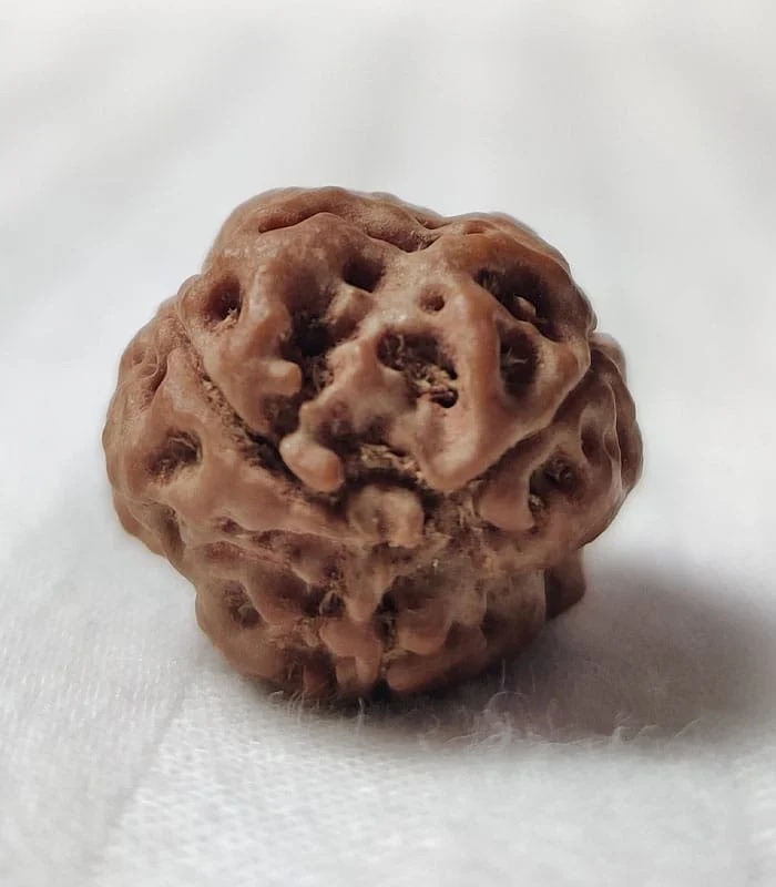 3 Mukhi Nepali Rudraksha - Image 3