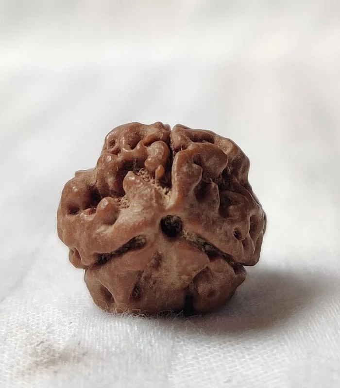 3 Mukhi Nepali Rudraksha - Image 4