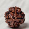 4 Mukhi Nepali Rudraksha