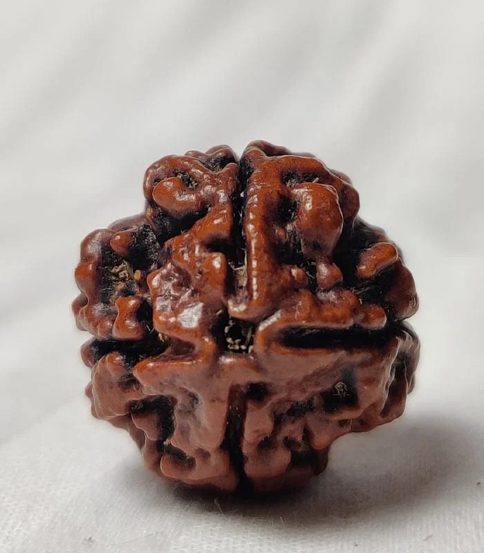 4 Mukhi Nepali Rudraksha