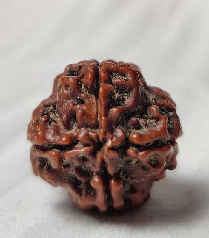 4 Mukhi Nepali Rudraksha - Image 2