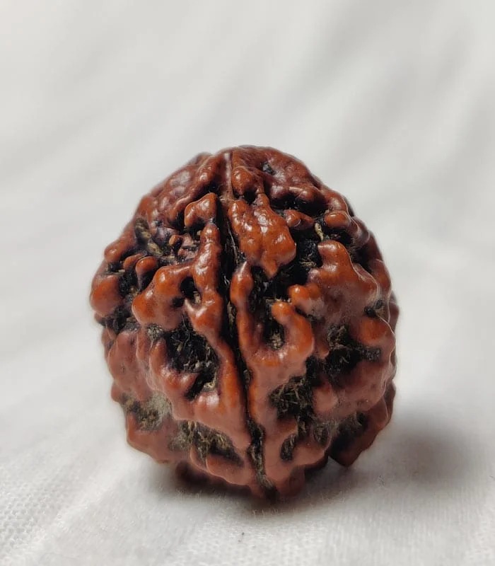 4 Mukhi Nepali Rudraksha - Image 3