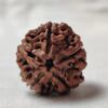 5 Mukhi Nepali Rudraksha