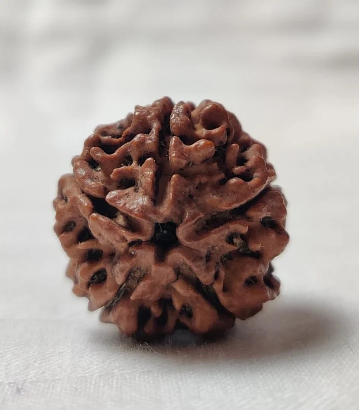 5 Mukhi Nepali Rudraksha