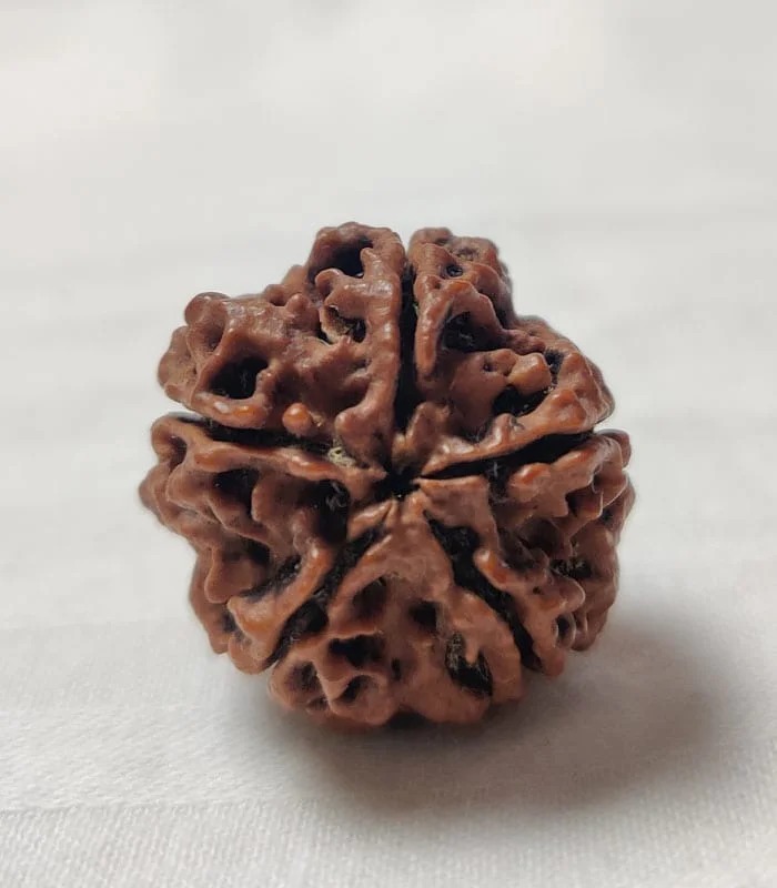 5 Mukhi Nepali Rudraksha - Image 2