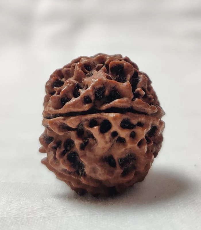 5 Mukhi Nepali Rudraksha - Image 3