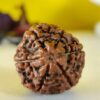 6 Mukhi Nepali Rudraksha