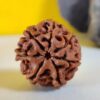 7 Mukhi Nepali Rudraksha