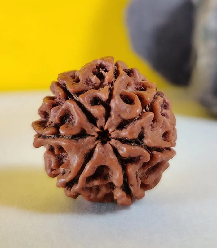 7 Mukhi Nepali Rudraksha