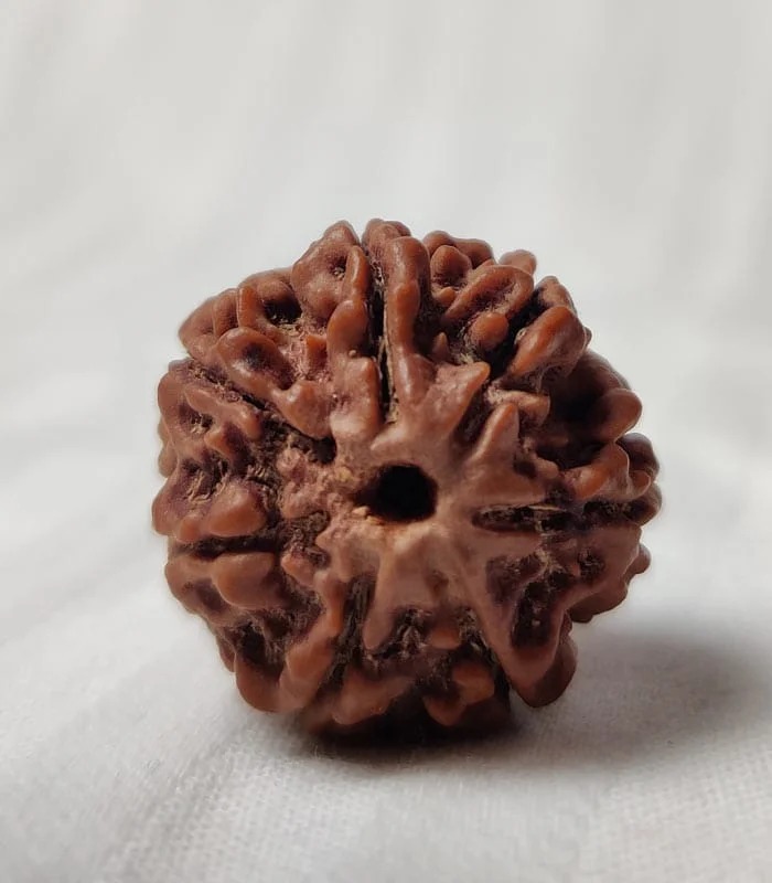 7 Mukhi Nepali Rudraksha - Image 2