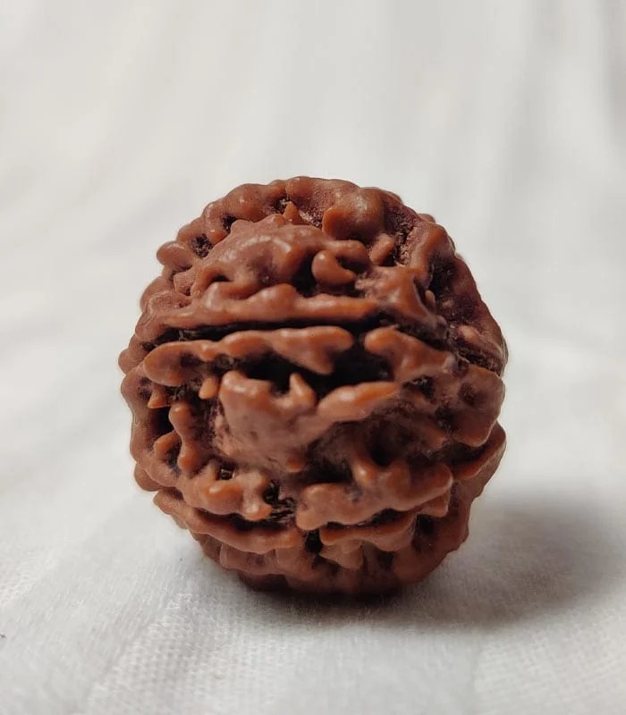 7 Mukhi Nepali Rudraksha - Image 3