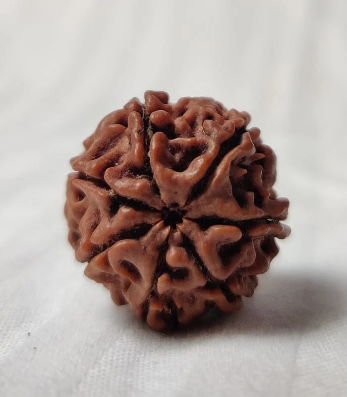 7 Mukhi Nepali Rudraksha - Image 4