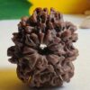 8 Mukhi Nepali Rudraksha