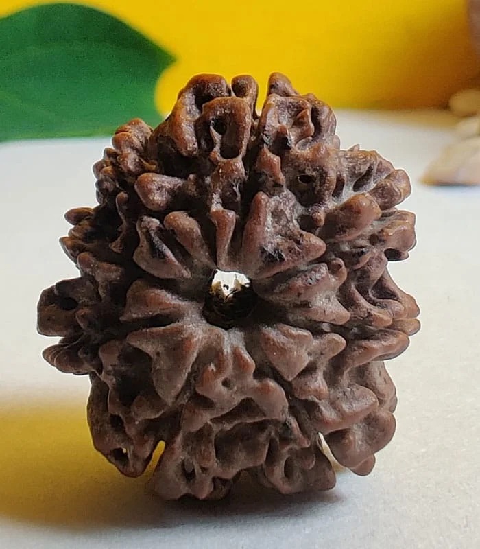 8 Mukhi Nepali Rudraksha