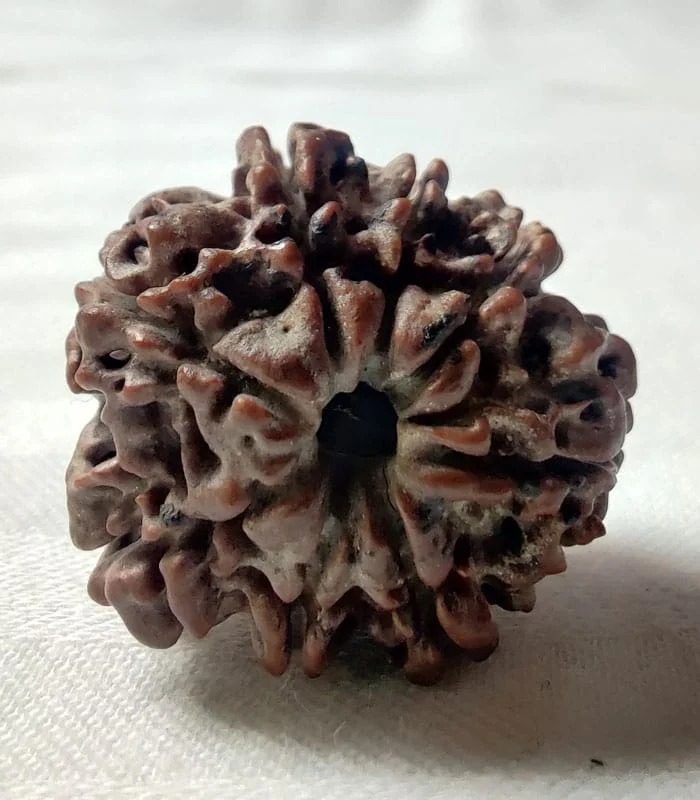 8 Mukhi Nepali Rudraksha - Image 2
