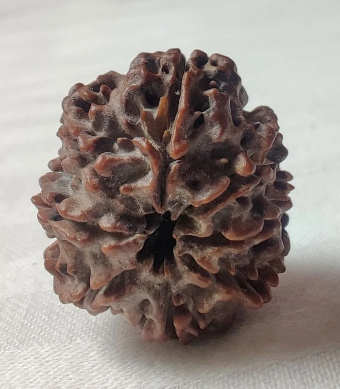 8 Mukhi Nepali Rudraksha - Image 3