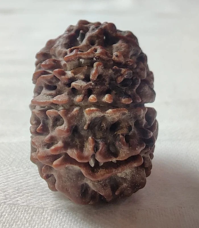 8 Mukhi Nepali Rudraksha - Image 4