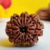 9 Mukhi Nepali Rudraksha