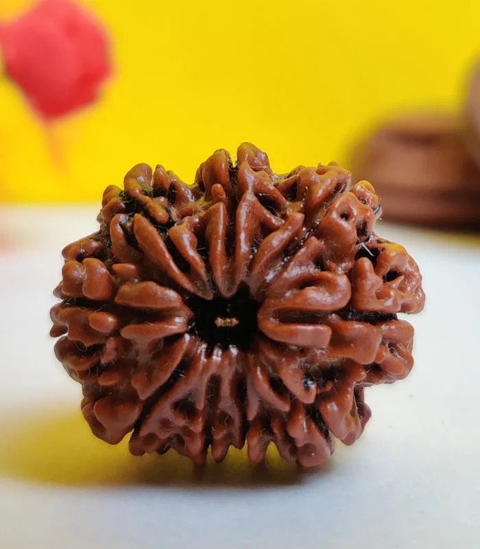9 Mukhi Nepali Rudraksha
