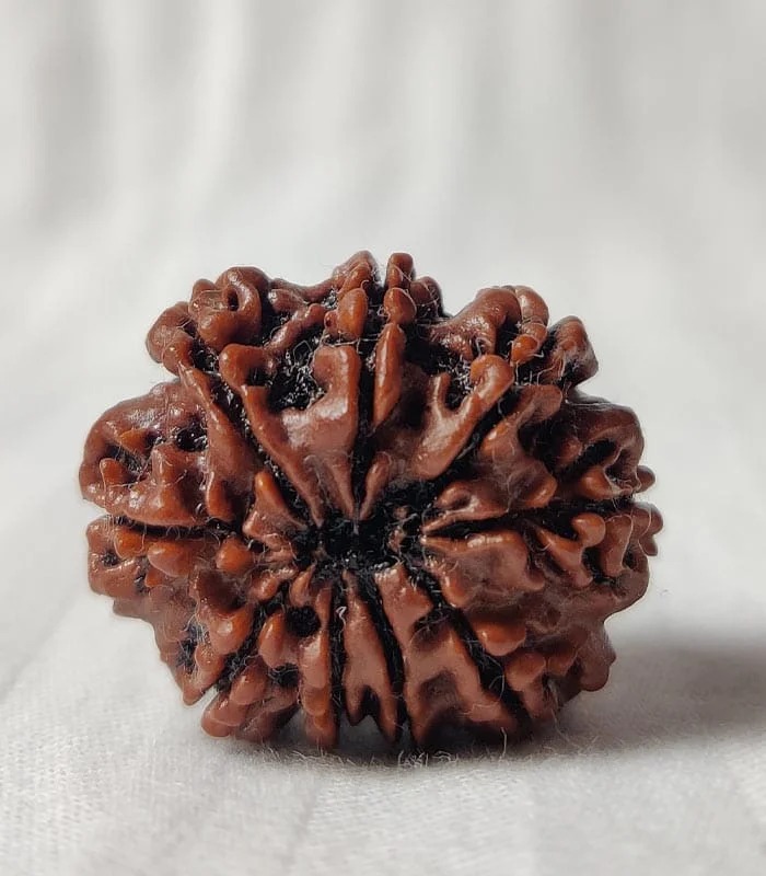 9 Mukhi Nepali Rudraksha - Image 2