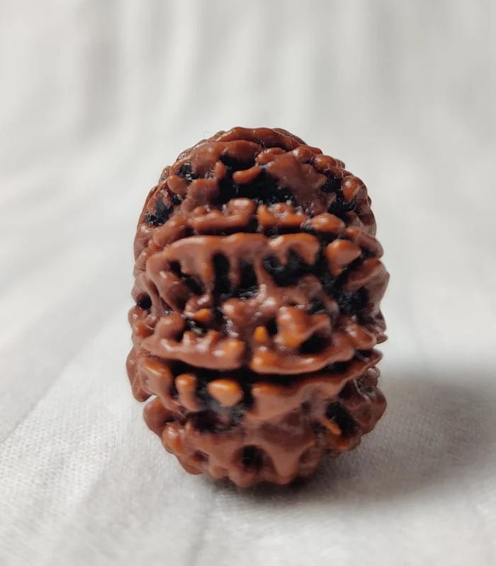 9 Mukhi Nepali Rudraksha - Image 3