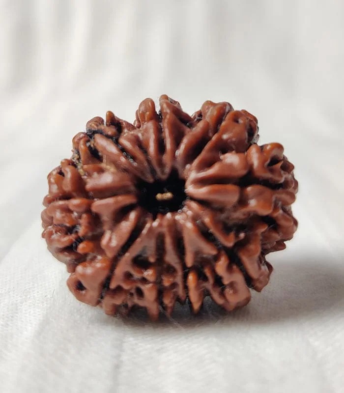 9 Mukhi Nepali Rudraksha - Image 4