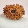 15 Mukhi Nepali Rudraksha
